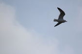 Enlarge photo 48