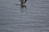 Enlarge photo 50