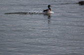 Enlarge photo 51