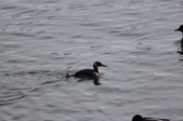 Enlarge photo 52