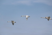 Enlarge photo 53