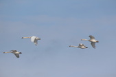 Enlarge photo 54