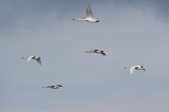 Enlarge photo 55