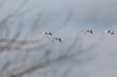 Enlarge photo 56