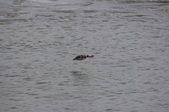 Enlarge photo 57