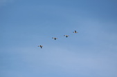 Enlarge photo 59