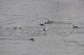 Enlarge photo 61