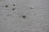 Enlarge photo 63
