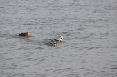 Enlarge photo 64