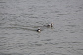 Enlarge photo 65
