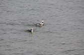 Enlarge photo 66