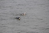 Enlarge photo 67