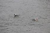 Enlarge photo 68