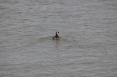 Enlarge photo 72