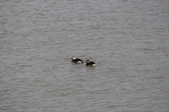 Enlarge photo 73