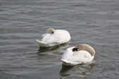 Enlarge photo 74