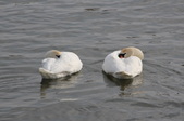 Enlarge photo 75