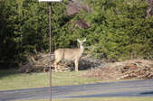 Enlarge photo 76