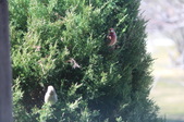 Enlarge photo 78