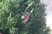 Enlarge photo 79