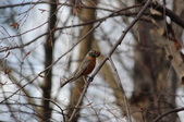 Enlarge photo 82