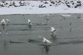 Enlarge photo 88