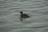 Enlarge photo 91