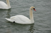 Enlarge photo 92