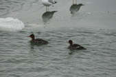 Enlarge photo 93