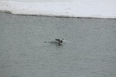 Enlarge photo 94