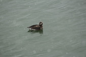Enlarge photo 96
