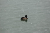 Enlarge photo 97