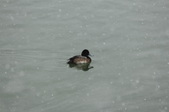 Enlarge photo 98