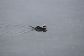 Enlarge photo 102