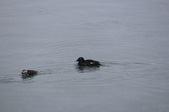 Enlarge photo 106
