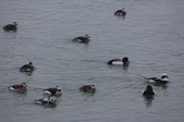 Enlarge photo 107