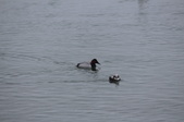 Enlarge photo 108