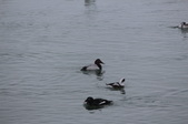 Enlarge photo 109