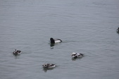 Enlarge photo 110