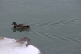 Enlarge photo 111