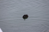 Enlarge photo 112