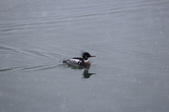 Enlarge photo 114