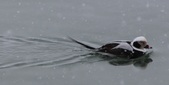 Enlarge photo 118