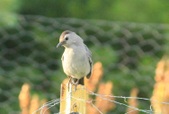 Enlarge photo 84