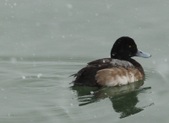 Enlarge photo 116