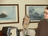 Braddocks Bay Raptor Research