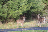 Enlarge photo 34
