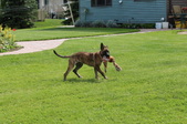 Nah-Lah, the killer dog