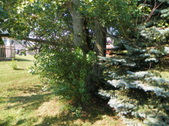 Tree's gotta go