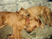 Dogs and more